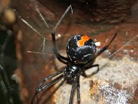 Latrodectus hasselti DSC09784 edit